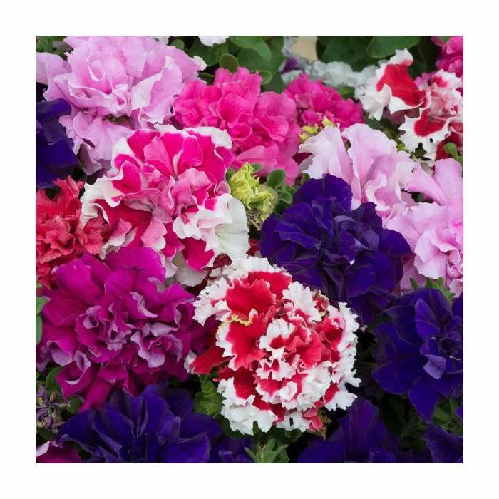 Petunia 'Pirouette' Mix | 20 Pack | Garden Ready Bedding 2 Petunia 'Pirouette' Mix | 20 Pack | Garden Ready Bedding - Image 2