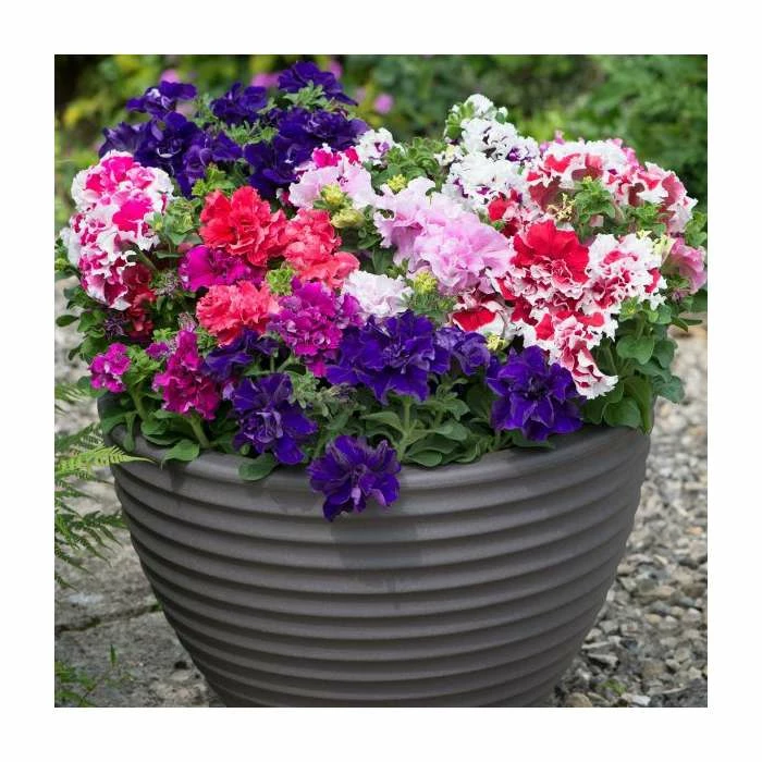 Petunia 'Pirouette' Mix | 20 Pack | Garden Ready Bedding 1 Petunia 'Pirouette' Mix | 20 Pack | Garden Ready Bedding