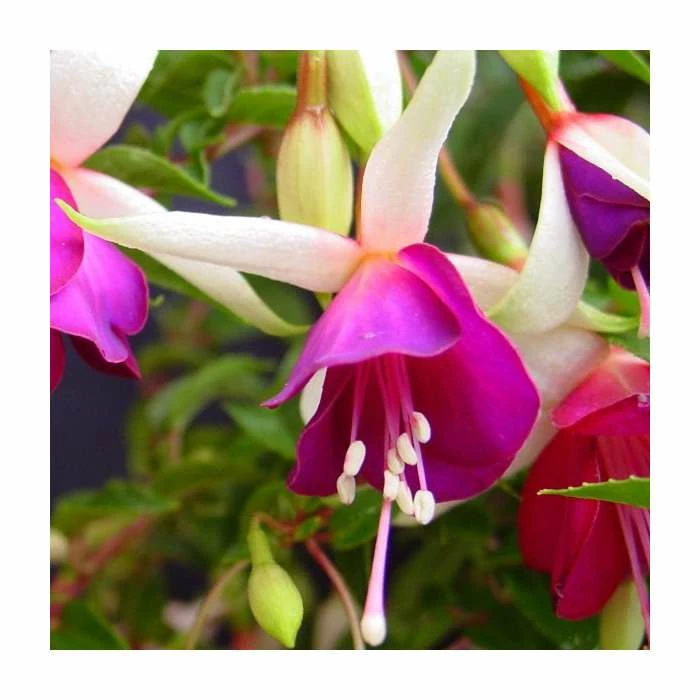Fuchsia 'Auntie Jinks' | 10.5cm Pot 1 Fuchsia 'Auntie Jinks' | 10.5cm Pot