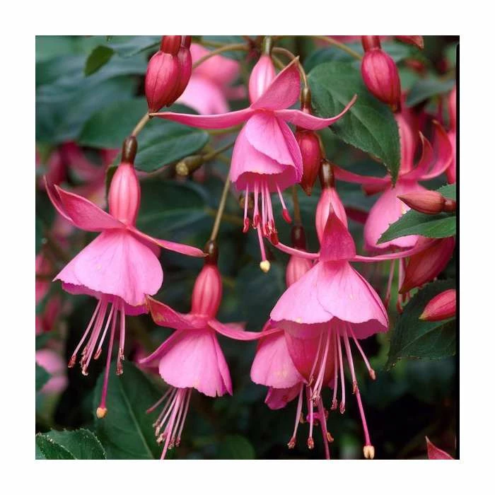 Fuchsia 'Beacon Rose' | 10.5cm Pot 1 Fuchsia 'Beacon Rose' | 10.5cm Pot