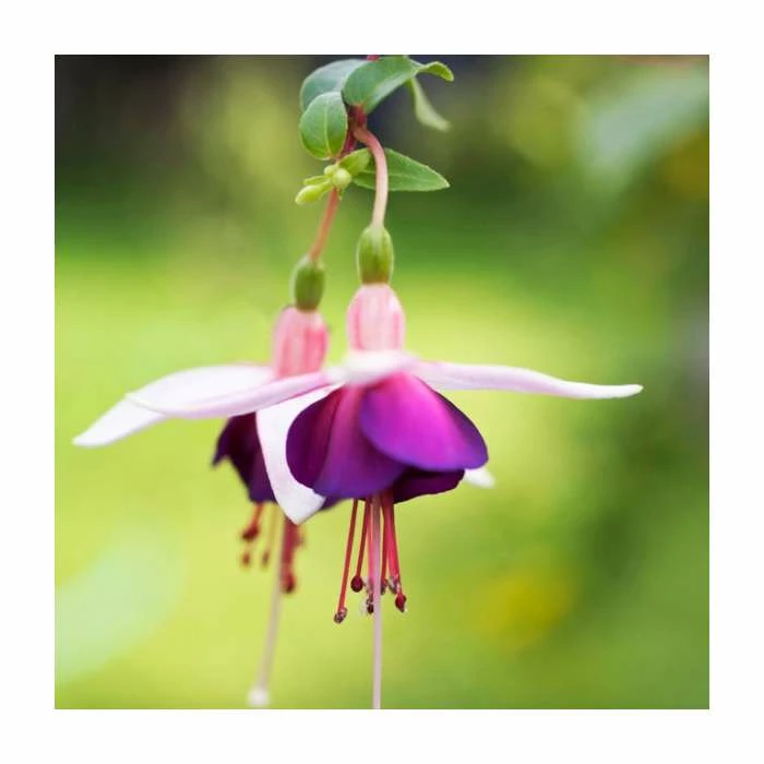 Fuchsia 'La Campanella' | 10.5cm Pot 1 Fuchsia 'La Campanella' | 10.5cm Pot