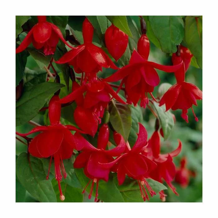 Fuchsia 'Marinka' | 10.5cm Pot 1 Fuchsia 'Marinka' | 10.5cm Pot