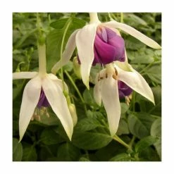 Fuchsia 'Quasar' | 10.5cm Pot