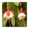 Fuchsia 'Spring Bells' (Snow Cap) | 10.5cm Pot