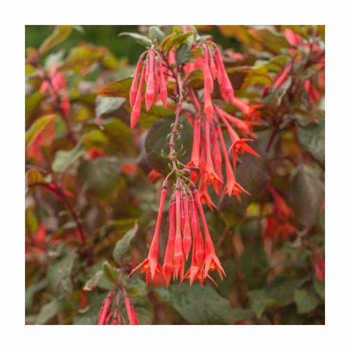 Fuchsia 'Gartenmeister' | 10.5cm Pot 1 Fuchsia 'Gartenmeister' | 10.5cm Pot