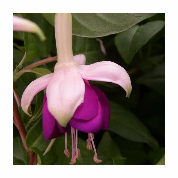 Fuchsia 'Pink Ballet Girl' | 10.5cm Pot 1 Fuchsia 'Pink Ballet Girl' | 10.5cm Pot