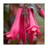 Fuchsia 'Eruption' | 10.5cm Pot