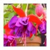 Fuchsia 'Voodoo' | 10.5cm Pot