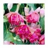 Fuchsia 'Bicentennial' | 10.5cm Pot