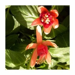 Fuchsia 'Dancing Flame' | 10.5cm Pot