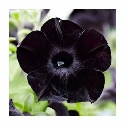 Petunia Crazytunia 'Black Mamba' | 9cm Pot