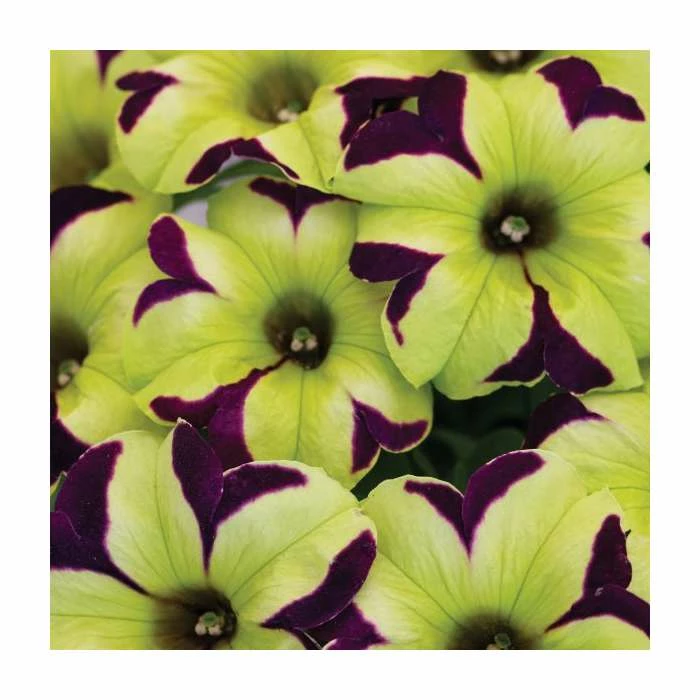 Petunia Crazytunia 'Knight Rider' | 9cm Pot 1 Petunia Crazytunia 'Knight Rider' | 9cm Pot