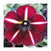 Petunia Prettyoonia 'Black Cherry Stripes' | 9cm Pot