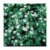 Bacopa 'Snowflake' | 9cm Pot
