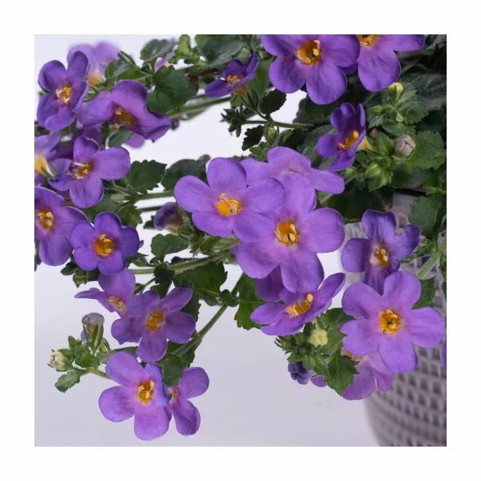 Bacopa Yakima 'Giga Blue' | 9cm Pot 1 Bacopa Yakima 'Giga Blue' | 9cm Pot