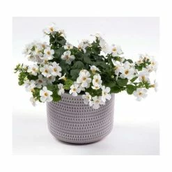 Bacopa Yakima 'Giga White' | 9cm Pot