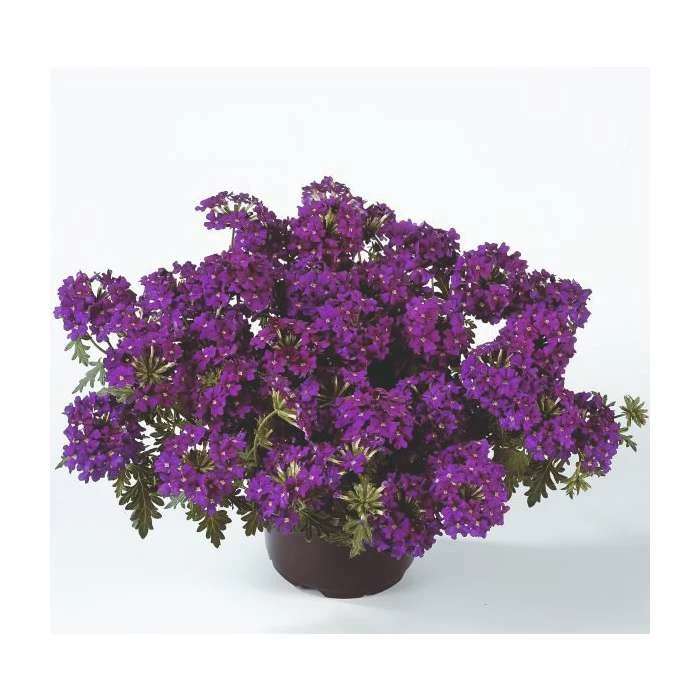 Verbena Vera 'Purple' | 9cm Pot 2 Verbena Vera 'Purple' | 9cm Pot - Image 2