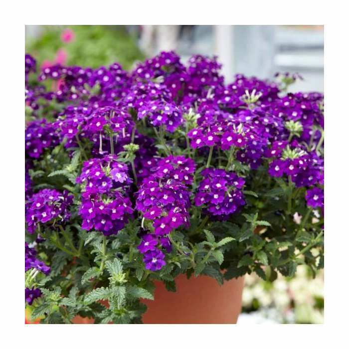 Verbena Vera 'Purple' | 9cm Pot 1 Verbena Vera 'Purple' | 9cm Pot