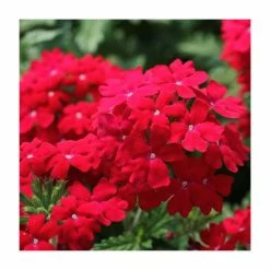 Verbena Vera 'Dark Red' | 9cm Pot