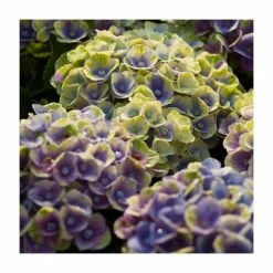 Hydrangea Magical Amethyst 'Blue' | 5L Pot
