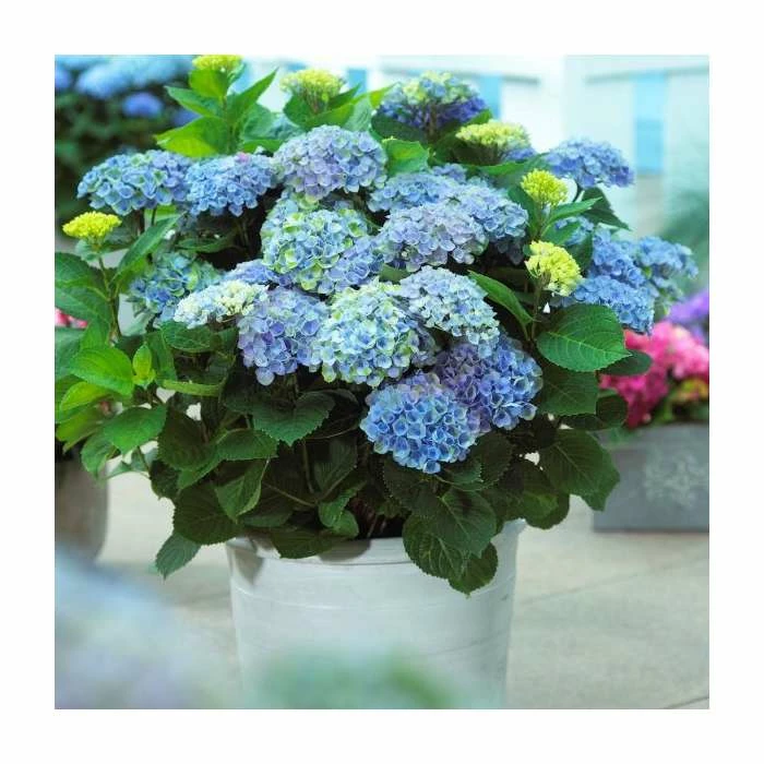 Hydrangea Magical Revolution 'Blue' | 5L Pot 2 Hydrangea Magical Revolution 'Blue' | 5L Pot - Image 2