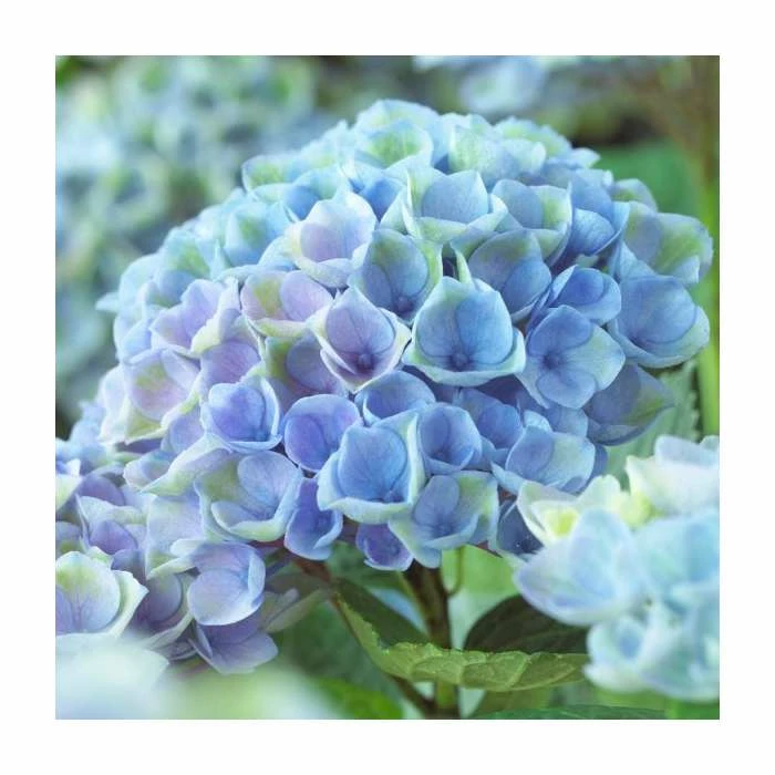 Hydrangea Magical Revolution 'Blue' | 5L Pot 1 Hydrangea Magical Revolution 'Blue' | 5L Pot
