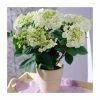 40cm Hydrangea macrophylla 'Teller White' | 5L Pot