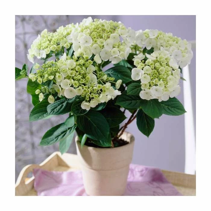 40cm Hydrangea macrophylla 'Teller White' | 5L Pot 1 40cm Hydrangea macrophylla 'Teller White' | 5L Pot