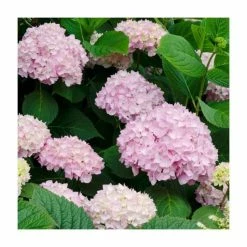 40cm Hydrangea Forever & Ever 'White/Pink' | 5L Pot
