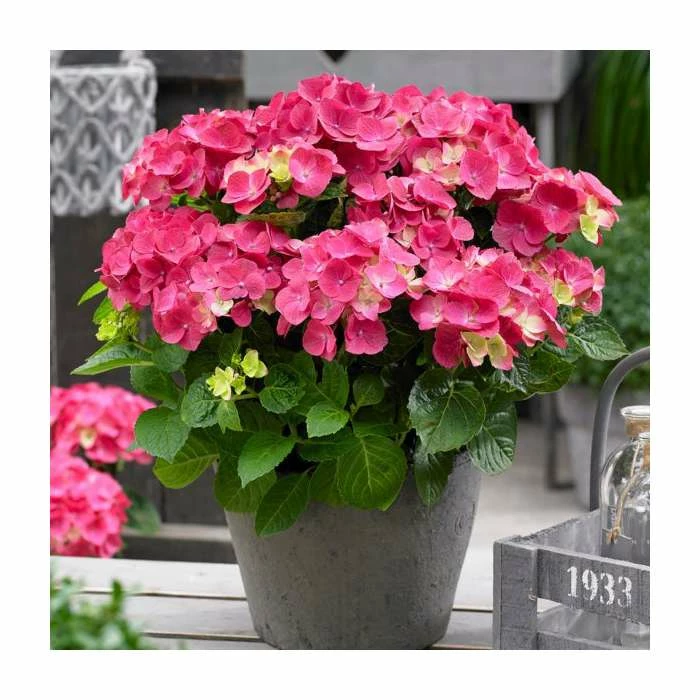 Hydrangea Forever & Ever | White and Red Mix | 5L Pot 1 Hydrangea Forever & Ever | White and Red Mix | 5L Pot