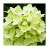 Hydrangea Forever & Ever 'Lime Green' | 5L Pot