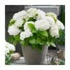 Hydrangea Forever & Ever 'White' | 5L Pot
