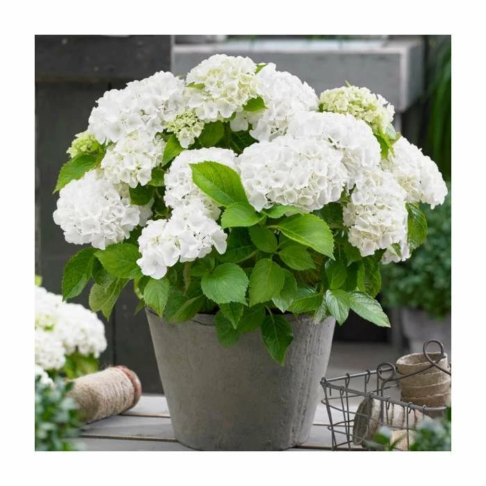 Hydrangea Forever & Ever 'White' | 5L Pot 1 Hydrangea Forever & Ever 'White' | 5L Pot