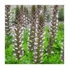 Acanthus hungaricus 'White Lips' | 3L Pot