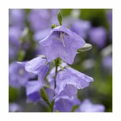 Campanula persicifolia 'Blue' | 2L Pot