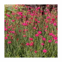 Dianthus deltoides 'Leuchtfunk' | 2L Pot