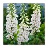 Digitalis purpurea 'Alba' | 2L Pot