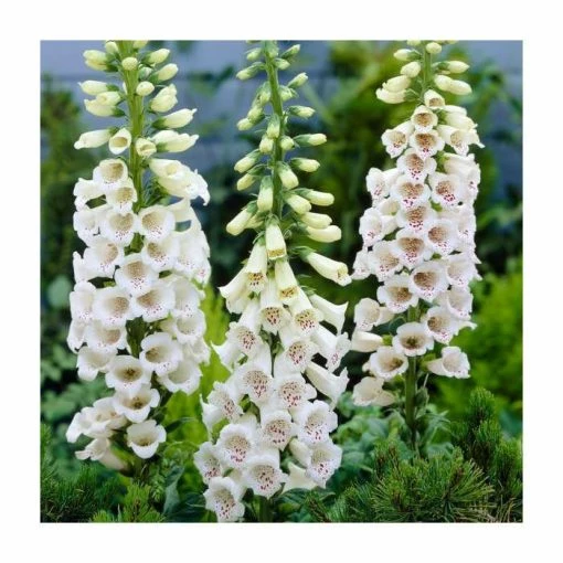 Digitalis purpurea 'Alba' | 2L Pot -August Plants Shop PL925715 main image b6c5