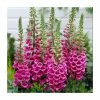 Digitalis purpurea 'Foxy' | 2L Pot
