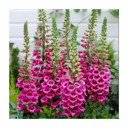 Digitalis purpurea 'Foxy' | 2L Pot -August Plants Shop PL925721 main image cb0b