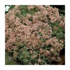 Stonecrop | Sedum spurium 'Variegated' | 10.5cm Pot