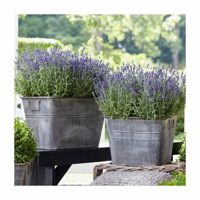 English Lavender | Lavender angustifolia 'Ardeche Blue' | 10.5cm Pot 2 English Lavender | Lavender angustifolia 'Ardeche Blue' | 10.5cm Pot - Image 2