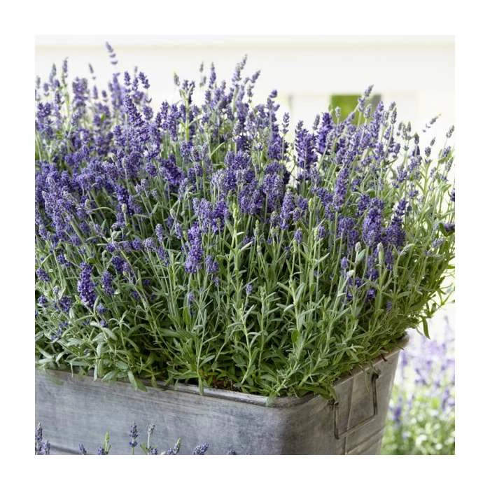 English Lavender | Lavender angustifolia 'Ardeche Blue' | 10.5cm Pot 1 English Lavender | Lavender angustifolia 'Ardeche Blue' | 10.5cm Pot