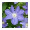 50-90cm Clematis 'Beauty Of Worcester' | 3L Pot