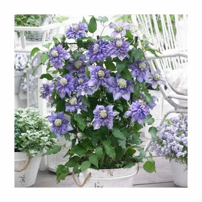 50-90cm Clematis 'Diamentina' | 3L Pot 1 50-90cm Clematis 'Diamentina' | 3L Pot