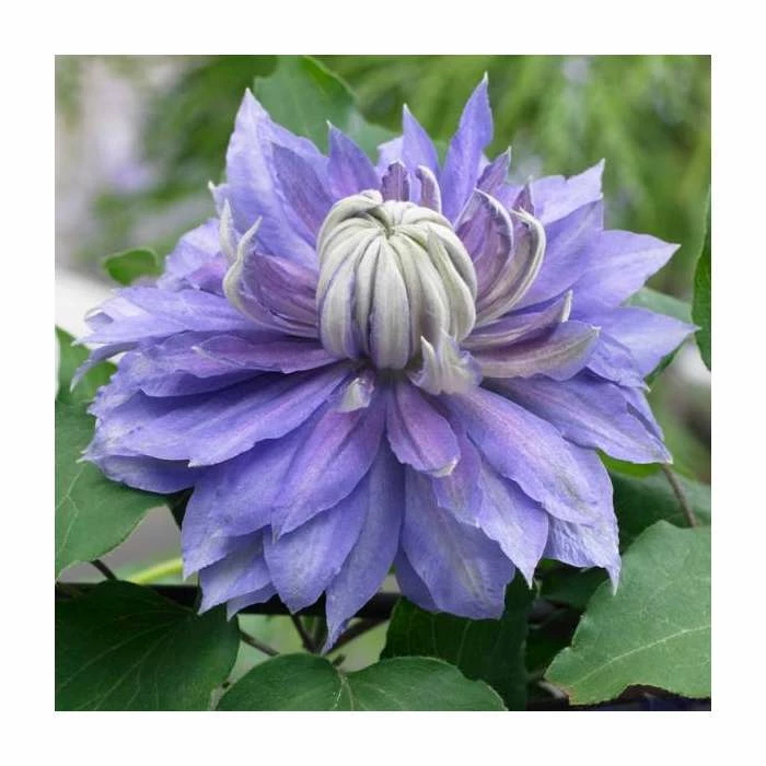 50-90cm Clematis 'Diamentina' | 3L Pot 2 50-90cm Clematis 'Diamentina' | 3L Pot - Image 2