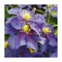 50-90cm Clematis 'General Sikorski' | 3L Pot -August Plants Shop PL9282 add image 1 0055