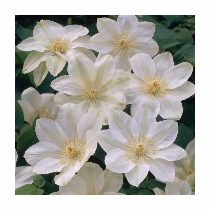 50-90cm Clematis 'Guernsey Cream' | 3L Pot 1 50-90cm Clematis 'Guernsey Cream' | 3L Pot