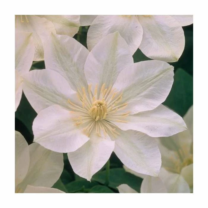 50-90cm Clematis 'Guernsey Cream' | 3L Pot 2 50-90cm Clematis 'Guernsey Cream' | 3L Pot - Image 2