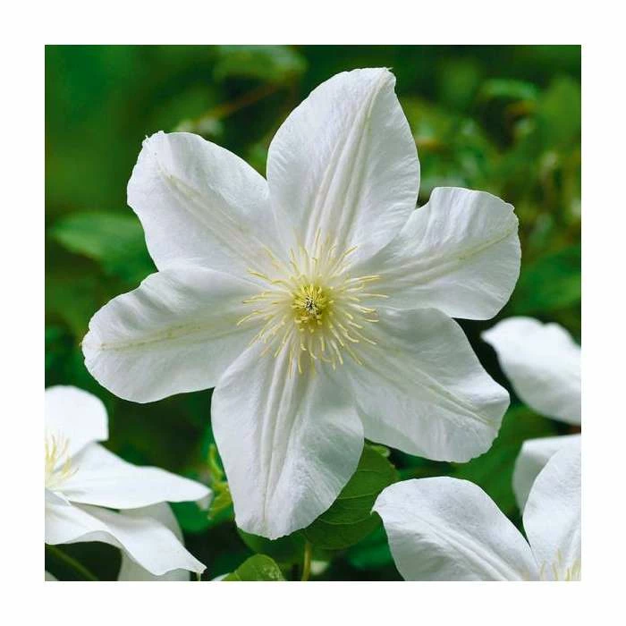 50-90cm Clematis 'Marie Boisselot' | 3L Pot 1 50-90cm Clematis 'Marie Boisselot' | 3L Pot